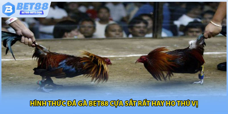Hình thức đá gà BET88 cựa sắt rất hay ho thú vị