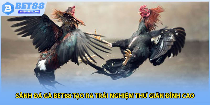 Sảnh đá gà BET88 tạo ra trải nghiệm thư giãn đỉnh cao