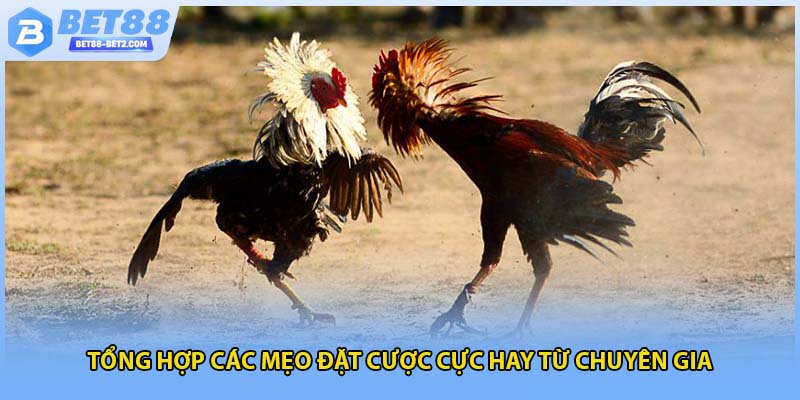 Tổng hợp các mẹo đặt cược cực hay từ chuyên gia